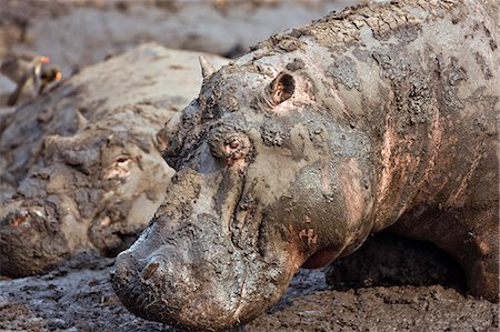 Tanzania,Katavi National Park. Hippos wallow in mud as the Katuma River dries at the end of the long dry season in the Katavi National Park. Stock Photo - Rights-Managed, Code: 862-03355295