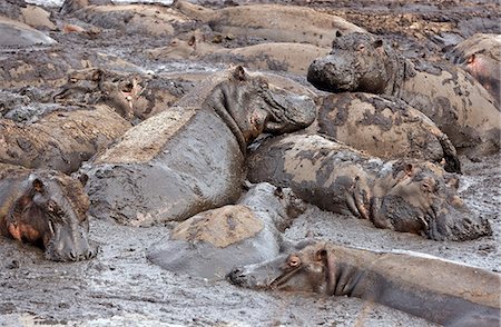 Tanzania,Katavi National Park. Hippos wallow in mud as the Katuma River dries at the end of the long dry season in the Katavi National Park. Foto de stock - Con derechos protegidos, Código: 862-03355291