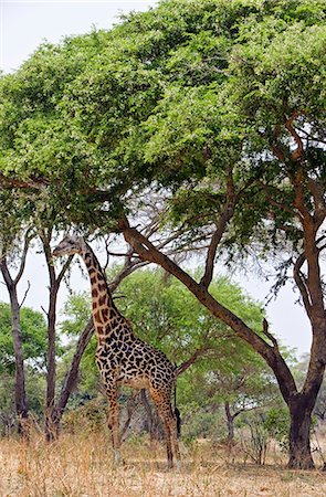 Tanzania,Katavi National Park. A Masai giraffe under large acacia trees. Stock Photo - Rights-Managed, Code: 862-03355319