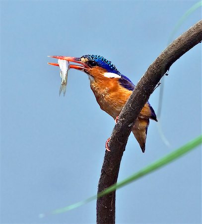 simsearch:862-03821015,k - Tanzania,Katavi National Park. A Malachite kingfisher with a small fish caught in the Katuma River. Foto de stock - Con derechos protegidos, Código: 862-03355312