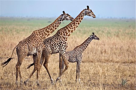 Tanzania,Katavi National Park. A family of Masai giraffes moves along the edge of the Katisunga swamp. Stock Photo - Rights-Managed, Code: 862-03355320