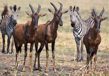 Tanzania,Katavi National Park. Topi and zebra in Katavi National Park. Stock Photo - Rights-Managed, Code: 862-03355334