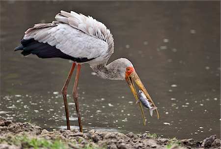 simsearch:862-03821015,k - Tanzania,Katavi National Park. A Yellow-billed stork catches a fish in the Katuma River. Foto de stock - Con derechos protegidos, Código: 862-03355331