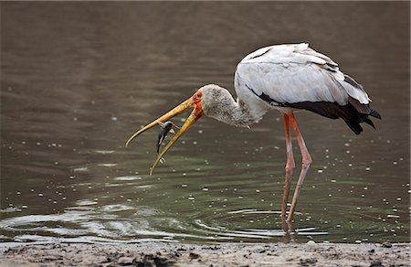 simsearch:862-03821015,k - Tanzania,Katavi National Park. A Yellow-billed stork catches a fish in the Katuma River. Foto de stock - Con derechos protegidos, Código: 862-03355332