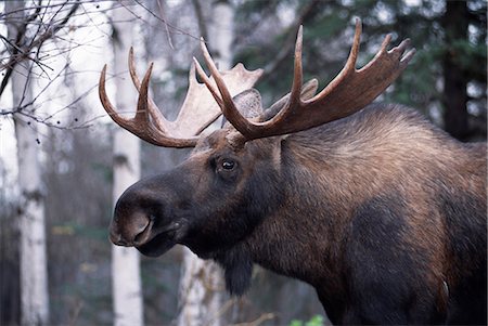A male,bull,moose (Alces Alces) with an impressive rack of antlers. Stock Photo - Rights-Managed, Code: 862-03355538