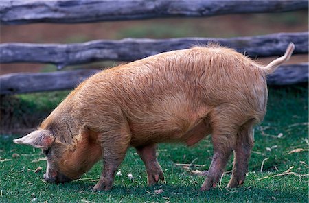 pâturage - Cochon Photographie de stock - Rights-Managed, Code: 862-03352048