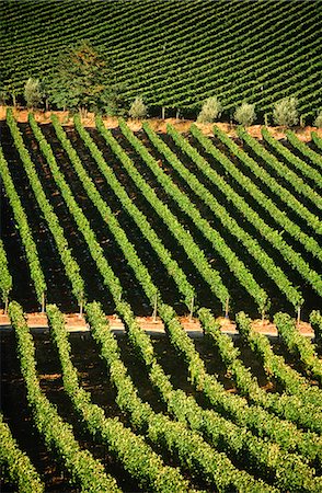 Chile,Region V,Santiago. Cousino Macul Vineyards,Central Chile Stock Photo - Rights-Managed, Code: 862-03352277