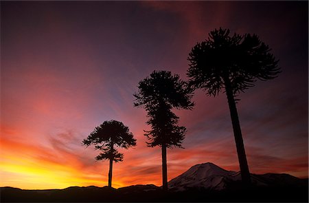 simsearch:862-03360742,k - Chile,Region IX,Malacahuello-Nalcas National Reserve. Araucaria,(Araucaria araucana) or Monkey-puzzle tree,silhouetted at sunset Stock Photo - Rights-Managed, Code: 862-03352270
