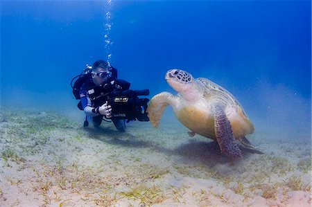 Egypt,Red Sea. An underwater cameraman films a Green Turtle (Chelonia mydas) Stock Photo - Rights-Managed, Code: 862-03352919