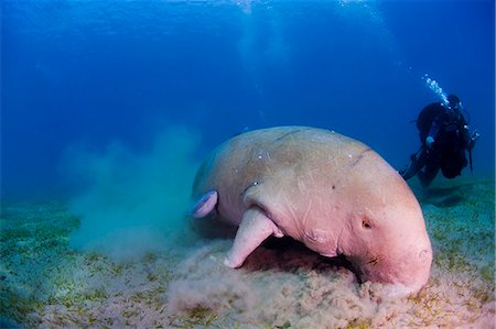 Egypt,Red Sea. An underwater cameraman films a Dugong (Dugong dugon) Stock Photo - Rights-Managed, Code: 862-03352922