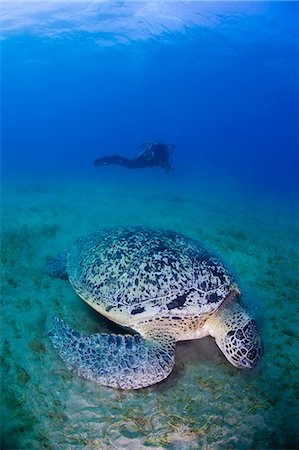 Egypt,Red Sea. A Scuba Diver watches a Green Turtle (Chelonia mydas) feeding the Red Sea Stock Photo - Rights-Managed, Code: 862-03352933
