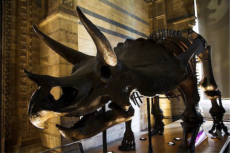 dinosaur - A skeleton of the dinosaur Tricerotops on display in the Natural History Museum,London. Stock Photo - Rights-Managed, Code: 862-03353176