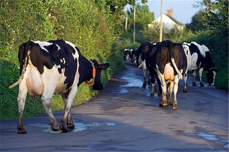 England,West Dorset,Marshwood Vale. A traditional scene as a herd of Fresian cows walk down the narrow lanes of the vale to be milked. Foto de stock - Con derechos protegidos, Código: 862-03353872