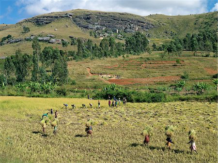 Gathering in the rice harvest near Ambalavao. Men cut the rice while women and children bundle and carry it for stacking. Stock Photo - Rights-Managed, Code: 862-03364030