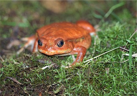 frog - The aptly named tomato frog (Dyscophus antongili). Stock Photo - Rights-Managed, Code: 862-03364054
