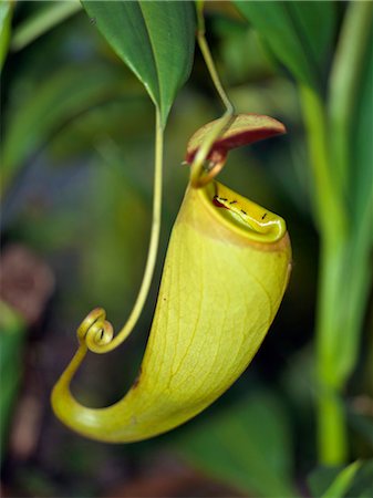 The unusual Pitcher plant (Nepthenthes) grows in abundance around Lac aux Nepenthes,a short distance from Lake Ampitabe. The flower acts as a fly trap,digesting trapped insects to obtain trace elements unobtainable in marshy soil. Stock Photo - Rights-Managed, Code: 862-03364053