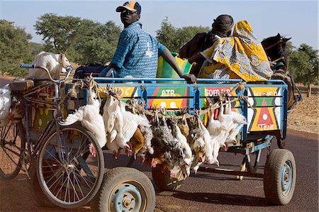 picture of man riding a cart - Mali,Djenne. A farmer sets off in his horse-drawn cart to Djenne market to sell a ram and some chickens. The weekly Monday market is thronged by thousands of people and is one of the most colourful in West Africa. Stock Photo - Rights-Managed, Code: 862-03364137
