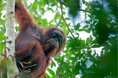 Wild orangutans in arboral settings in rainforest near Sepilok,Borneo Stock Photo - Rights-Managed, Code: 862-03364354