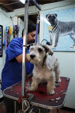 Mexico,Mexico City. A dog having its hair cut. Stock Photo - Rights-Managed, Code: 862-03364426