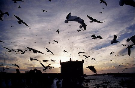 simsearch:862-03355195,k - Hungry seagulls silhouetted againt the sunset in the harbour at Essaouira. The seagulls are atracted to the area where the market workers clean the fish. Stock Photo - Rights-Managed, Code: 862-03364589