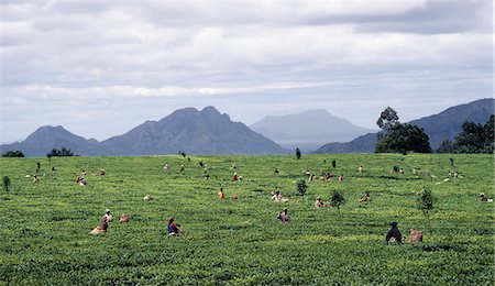 A beautifully situated tea estate in the Shire Highlands,south of Blantyre. After tobacco,tea is one of Malawi's most important export earners. . Stock Photo - Rights-Managed, Code: 862-03365060