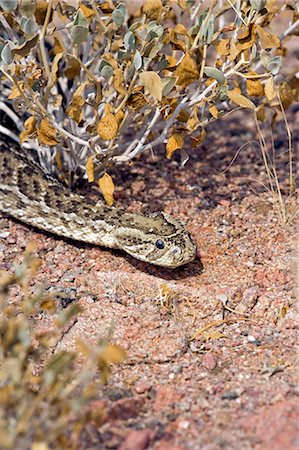 Namibia,Damaraland,Brandberg. The intricate camoflague of the deadly Horned Viper (Bitis caudalis) blends into its desert surroundings seamlessly. Stock Photo - Rights-Managed, Code: 862-03365405