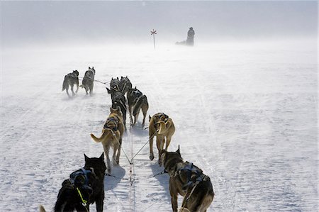 dog team - Norway,Troms,Lyngen Alps. Travel over the mountains of the Lyngen Alps via dog sled guided by veteran explorer Per Thore Hansen. Stock Photo - Rights-Managed, Code: 862-03365578