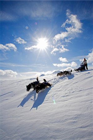 sleds - Norway,Tromso,Lyngen Alps. In the deep snow at the top of the Lyngen Alps a musher drives his dog seld steam at speed over unmarked fresh snow. Stock Photo - Rights-Managed, Code: 862-03365634