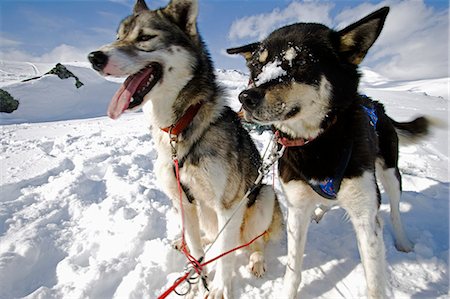 Norway,Tromso,Lyngen Alps. In the deep snow at the top of the Lyngen Alps the lead dogs of a dogsled team are eager to be running Stock Photo - Rights-Managed, Code: 862-03365636