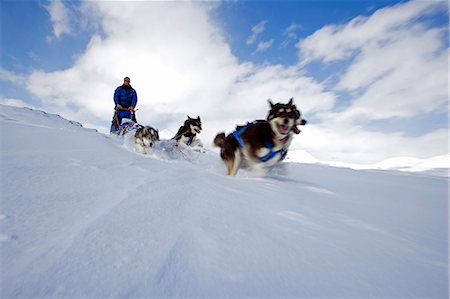 Norway,Tromso,Lyngen Alps. In the deep snow at the top of the Lyngen Alps a musher drives his dog seld steam at speed over unmarked fresh snow. Stock Photo - Rights-Managed, Code: 862-03365633