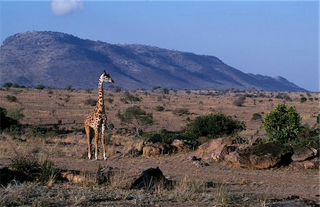 Masai giraffe (Giraffa camelopardalis tippelskirchi). Stock Photo - Rights-Managed, Code: 862-03366015