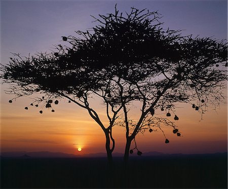 simsearch:862-03355195,k - Sunrise against a silhouette of an acacia (flat-topped thorn tree) festooned with weaver birds nests. Stock Photo - Rights-Managed, Code: 862-03366032