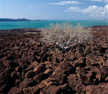 simsearch:862-03820284,k - Un arbre de commiphora lutte pour survivre parmi des rochers de basalte - une suite de l'activité volcanique du Pléistocène - qui jonchent la campagne à l'angle sud-est inhospitalière du lac Turkana. La couleur remarquable de l'eau du lac alcalin est causée par les algues vertes avec des concentrations élevées de la chlorophylle. Les gens font souvent allusion au lac comme la mer de Jade. Photographie de stock - Rights-Managed, Code: 862-03366066