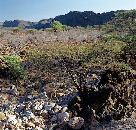 simsearch:862-03820284,k - Semi-aride, thorn scrub country, jonché de débris de lave, près de Parkati. Étant extrêmement chaud et sec, la zone est seulement utilisée par les nomade Turkana pour y faire paître les chèvres et les chameaux. Aucune cultures ne seront y poussent. Photographie de stock - Rights-Managed, Code: 862-03366085