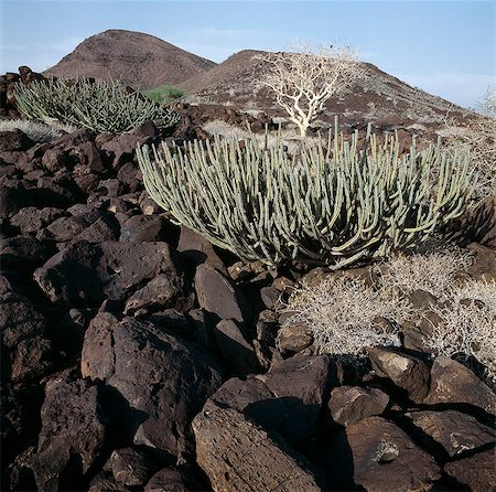 simsearch:862-03820284,k - Arbustes Euphorbia prospèrent parmi une confusion de blocs de lave de basalte à l'extrémité sud du lac Turkana, près de Sirima. Des champs de lave vaste dans cette région sont une suite de l'activité volcanique du Pléistocène et faire marcher une misère parfaite. Photographie de stock - Rights-Managed, Code: 862-03366086