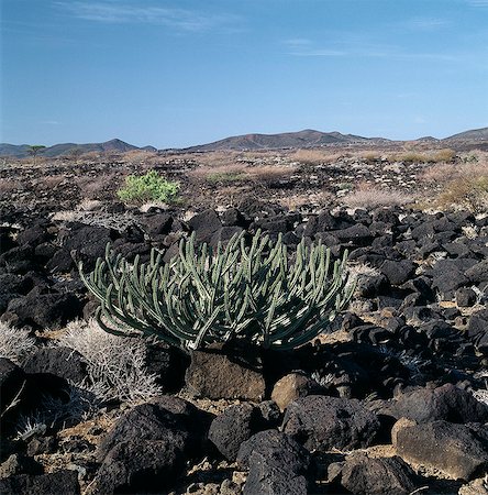 simsearch:862-03820284,k - Euphorbia arbres arbustes et petit « wait-a-bit » thorn (Acacia brevispica) se développent parmi une confusion de blocs de lave de basalte à l'extrémité sud du lac Turkana, près de Sirima. Des champs de lave vaste dans cette région sont une suite de l'activité volcanique du Pléistocène et faire marcher une misère parfaite. Photographie de stock - Rights-Managed, Code: 862-03366087