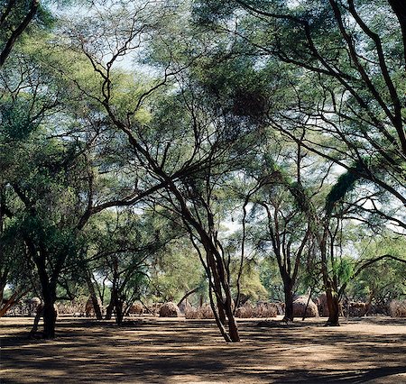 simsearch:862-03366124,k - There are no permanent rivers in Turkana land. The Kerio,which rises far to the south of the district,is one of the most important seasonal water courses. It has belts of thick riverine vegetation and large stands of acacia trees which provide essential dry season refuge for people and their stock. Stock Photo - Rights-Managed, Code: 862-03366097