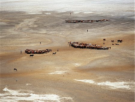 Maasai cattle on salt flats near Magadi wait their turn for water. Cattle in this hot,semi-arid region of Kenya are watered every other day. Stock Photo - Rights-Managed, Code: 862-03366165