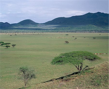 simsearch:862-03355162,k - Maasai cattle graze the grasslands near the foothills of the Chyulu Hills,a range of volcanic hills of recent geological origin. Foto de stock - Con derechos protegidos, Código: 862-03366167