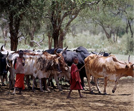 simsearch:862-03364287,k - Two young Maasai girls help to herd their family's cattle near a waterhole in the foothills of Ol doinyo Orok (the Black Mountain). Childhood is very short in Maasailand; children begin to help their parents at a young age and may never attend school. Foto de stock - Con derechos protegidos, Código: 862-03366161