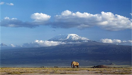 In the late afternoon,a lone bull elephant (Loxodonta africana),strides beneath the snowcapped peak of Mount Kilimanjaro - Africa's highest mountain at 19,340 feet above sea level. Mawenzi,16,900 feet,is just visible on the left. Stock Photo - Rights-Managed, Code: 862-03366196