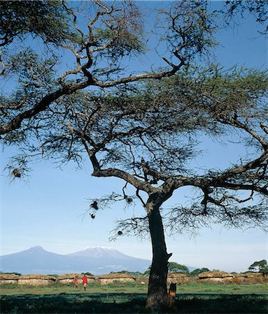 Mount Kilimanjaro with a Maasai manyatta (homestead) in the foreground. The large thorn trees are Acacia tortilis. Stock Photo - Rights-Managed, Code: 862-03366192