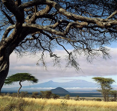 Framed by an Acacia tortilis,Mount Kilimanjaro is Africa's highest snow-capped mountain at 19,340 feet above sea level. Stock Photo - Rights-Managed, Code: 862-03366193