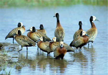 White-faced tree ducks (Dendrocygna viduata) at Amboseli. Stock Photo - Rights-Managed, Code: 862-03366201