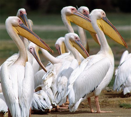 Great White Pelicans (Pelecanus onocrotalus) at Amboseli. Stock Photo - Rights-Managed, Code: 862-03366202