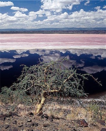 A hardy Commiphora tree thrives beside Lake Magadi,an alkaline lake of the Rift Valley system,situated in a vey hot region of southern Kenya. The pink-tinged mineral encrustation's are mined for a variety of commercial uses and are continually replenished from underground springs. Stock Photo - Rights-Managed, Code: 862-03366210