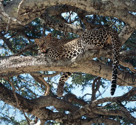 A male leopard (Panthera pardus) rests is a Ballanites tree in the heat of the day. Stock Photo - Rights-Managed, Code: 862-03366245