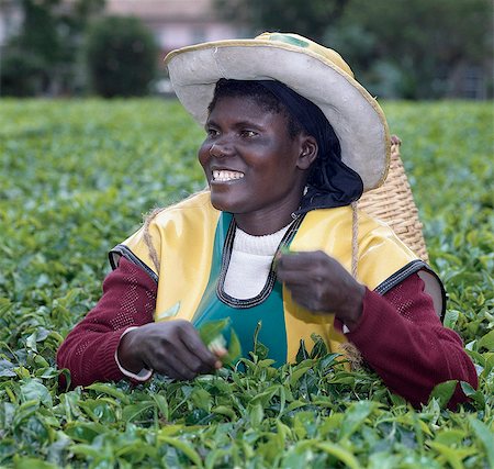 A Tea picker on an estate near Kericho,the main tea growing region of Kenya. Tea is Kenya's most important export crop. Stock Photo - Rights-Managed, Code: 862-03366259