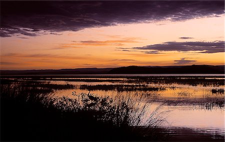 simsearch:862-03355195,k - Daybreak over Lake Baringo with a Goliath Heron (Ardea goliath) silhouetted in the reeds. Stock Photo - Rights-Managed, Code: 862-03366276