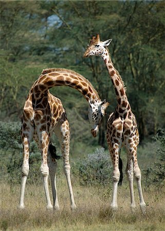 Rothschild's Giraffes 'necking',a behaviour which tests their strength and place in the male dominance hierarchy. Brought to Nakuru in the 1970's,the Rothschild's giraffe is the rarest of Kenya's three subspecies. Stock Photo - Rights-Managed, Code: 862-03366298